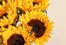 زهرة دوار الشمس