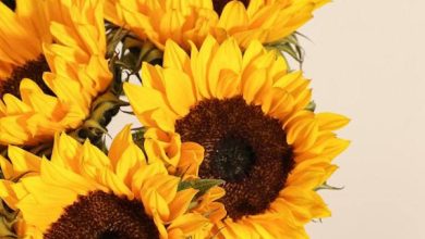 زهرة دوار الشمس