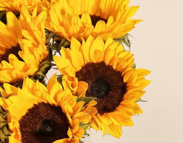 زهرة دوار الشمس